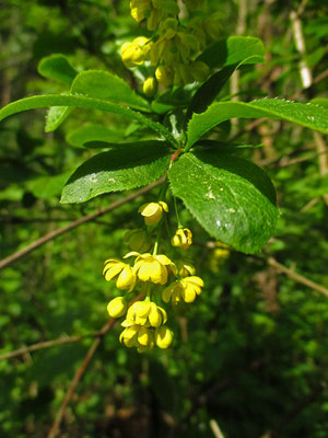 Berberitze (Berberis vulgaris)