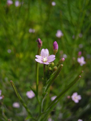 Flaum-Weidenröschen (Epilobium parviflorum)