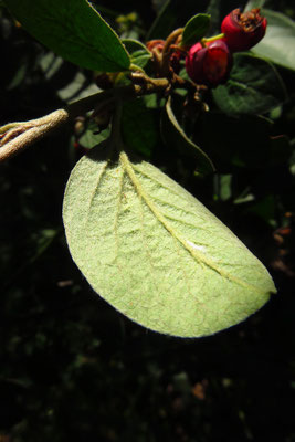 Gewöhnliche Steinmispel (Cotoneaster integerrimus)