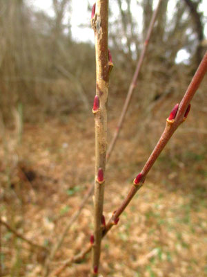 Purpur-Weide (Salix purpurea) | Knospe