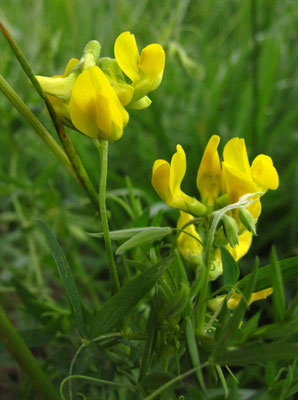 Wiesen-Platterbse (Lathyrus pratensis)