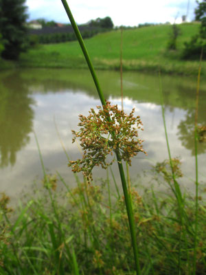 Flatter-Simse (Juncus effusus)