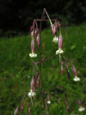 Nickendes Leimkraut (Silene nutans)