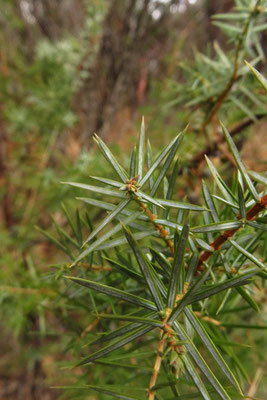 Echter Wacholder (Juniperus communis)