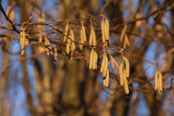 Gewöhnliche Hasel (Corylus avellana | Fam. Birkengewächse (Betulaceae)