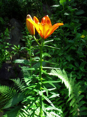 Feuer-Lilie (Lilium bulbiferum)