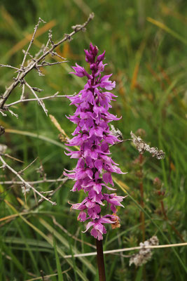 Manns-Knabenkraut (Orchis mascula subsp. speciosa)