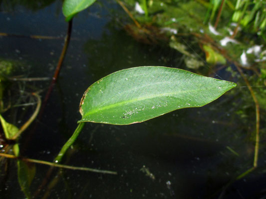 Gewöhnlicher Froschlöffel (Alimsa plantago-aquatica)