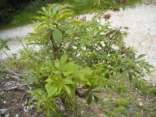 Rot-Holunder (Sambucus racemosa)