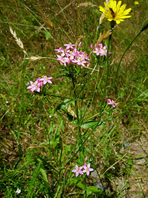 Echtes Tausendguldenkraut (Centaurium erythraea)