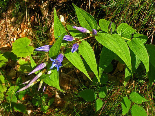 Schwalbenwurz-Enzian (Gentiana asclepiadea)