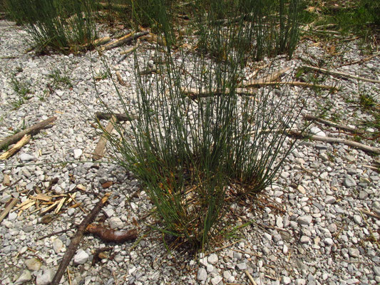 Grau-Simse (Juncus inflexus)