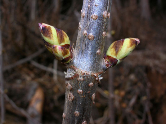 Rot-Holunder (Sambucus racemosa)