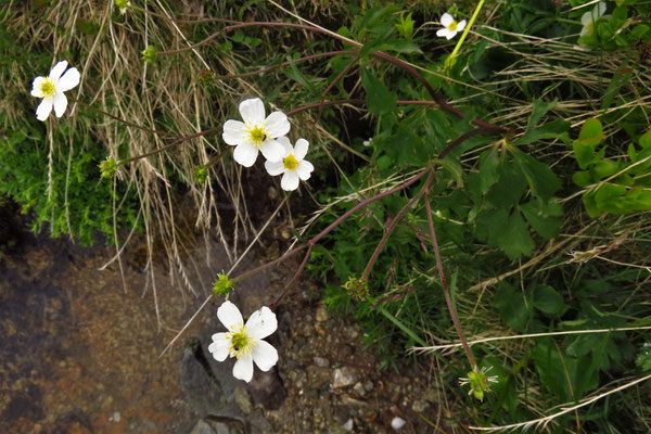 Eisenhut-Hahnenfuß (Ranunculus aconitifolius) | Fam. Hahnenfußgewächse (Ranunculaceae)