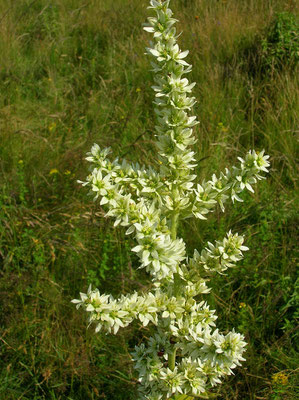 Weißer Germer (Veratrum album)