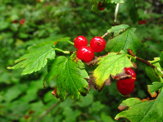 Alpen-Ribisel (Ribes alpinum)