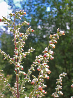 Echter Beifuß (Artemisia vulgaris)