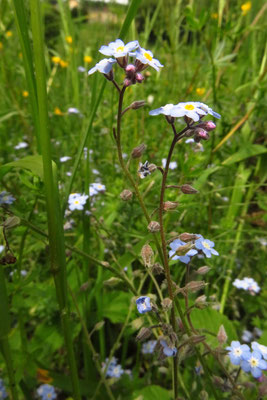 Wald-Vergissmeinnicht (Myosotis sylvatica)