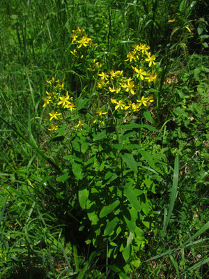 Flaum-Johanniskraut (Hypericum hirsutum)