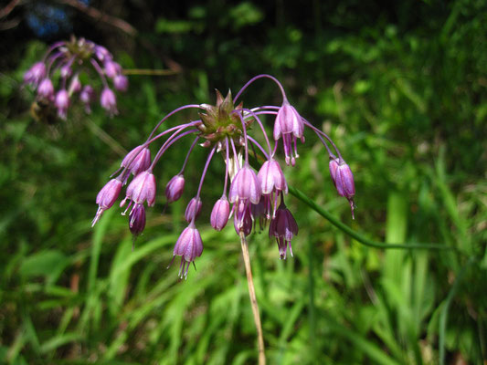 Kiel-Lauch (Allium carinatum)