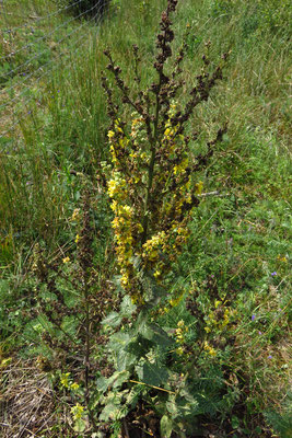 Heide-Königskerze (Verbascum lychnitis)