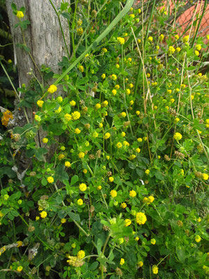 Hopfen-Schneckenklee (Medicago lupulina)