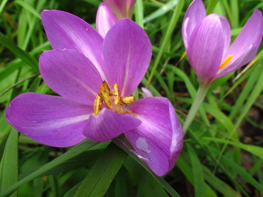 Herbstzeitlose (Colchicum autumnale)
