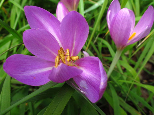 Herbstzeitlose (Colchicum autumnale)