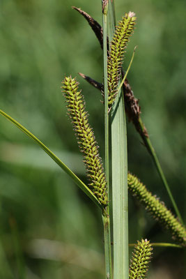 Sumpf-Segge (Carex acutiformis)