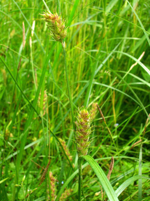 Rauhaar-Segge (Carex hirta)