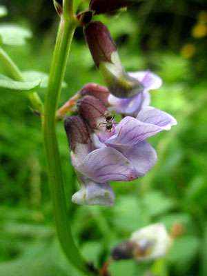 Zaun-Wicke (Vicia sepium)