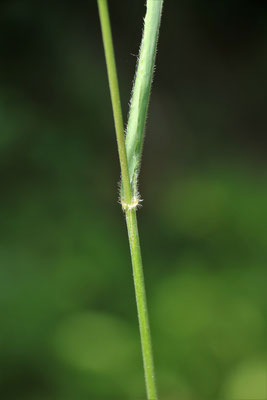 Kleine Wald-Trespe (Bromus benekenii)