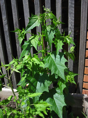 Sautod-Gänsefuß (Chenopodium hybridum)