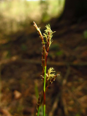 Finger-Segge (Carex digitata)