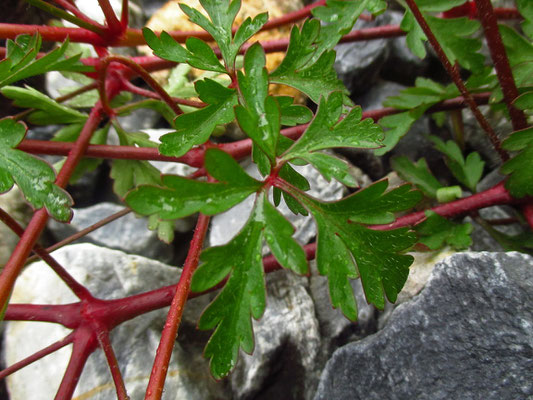 Purpur-Storchschnabel (Geranium purpureum)