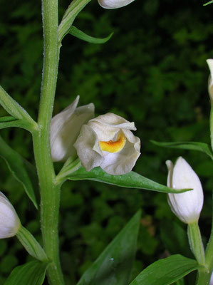 Breitblatt-Waldvöglein (Cephalanthera damasonium)