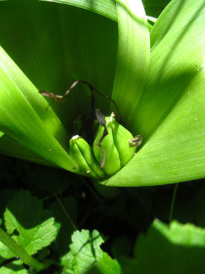 Herbstzeitlose (Colchicum autumnale)