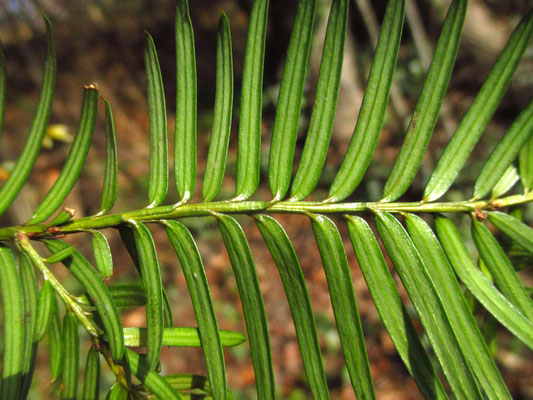 Europa-Eibe (Taxus baccata) 