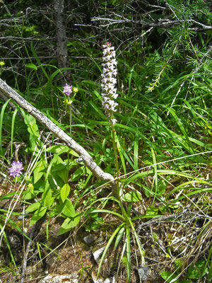 Duft-Händelwurz (Gymnadenia odoratissima)