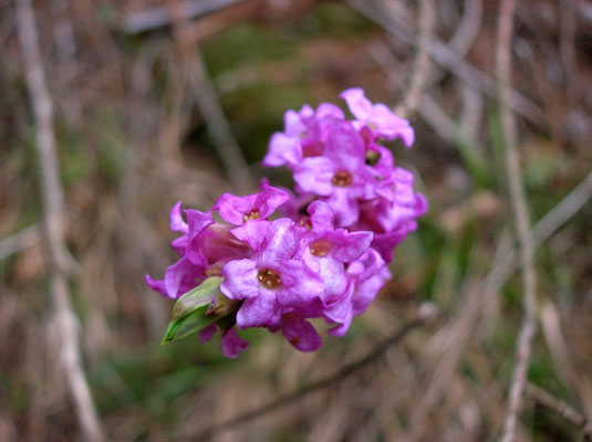 Echter Seidelbast (Daphne mezereum)