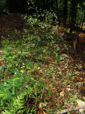 Wald-Labkraut (Galium sylvaticum)