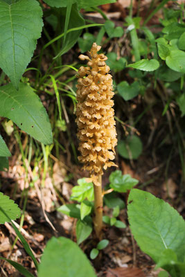 Vogel-Nestwurz (Neottia nidus-avis)