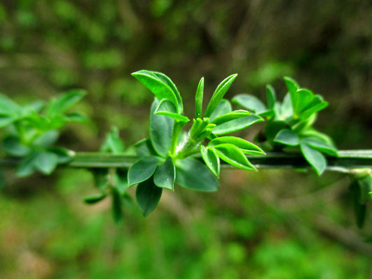 Besenginster (Cytisus scoparius)