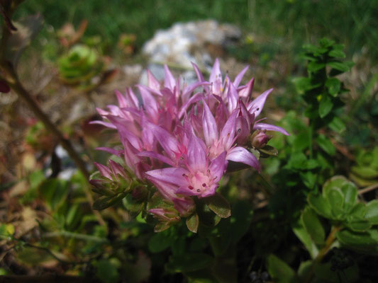 Kaukasus-Asienfetthenne (Phedimus spurius)