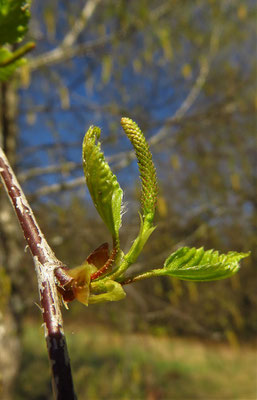 Hänge-Birke (Betula pendula) weiblicher Blütenstand)