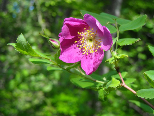 Hängefrucht-Rose (Rosa pendulina)