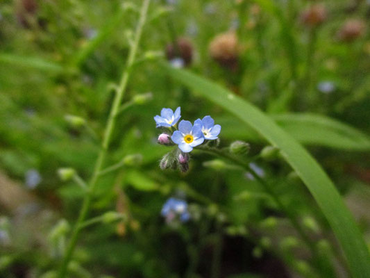 Acker-Vergissmeinnicht (Myosotis arvensis)