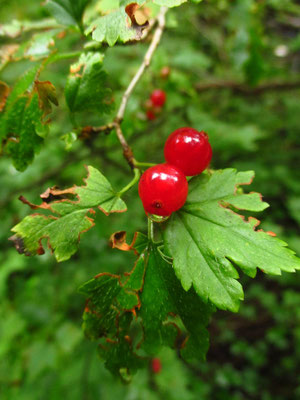 Alpen-Ribisel (Ribes alpinum)