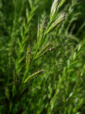 Italien-Raygras (Lolium multiflorum)