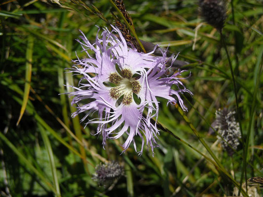 Pracht-Nelke (Dianthus superbus)